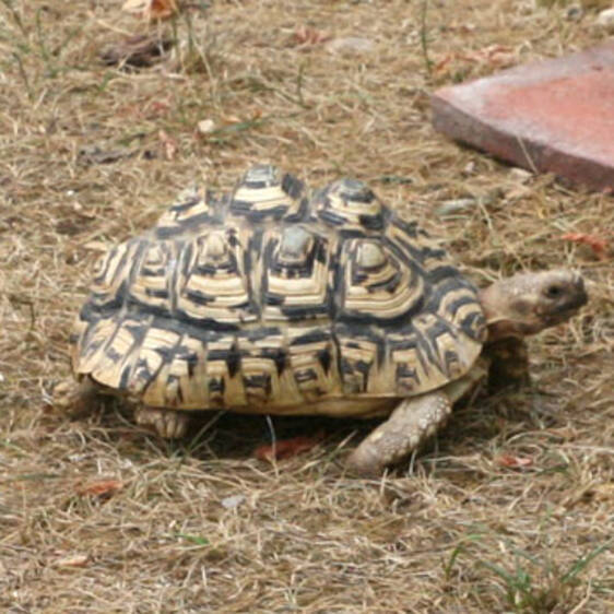 Leopard Tortoise in Styria