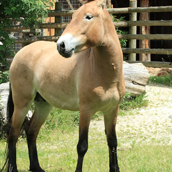 Przewalski's Wild Horse
