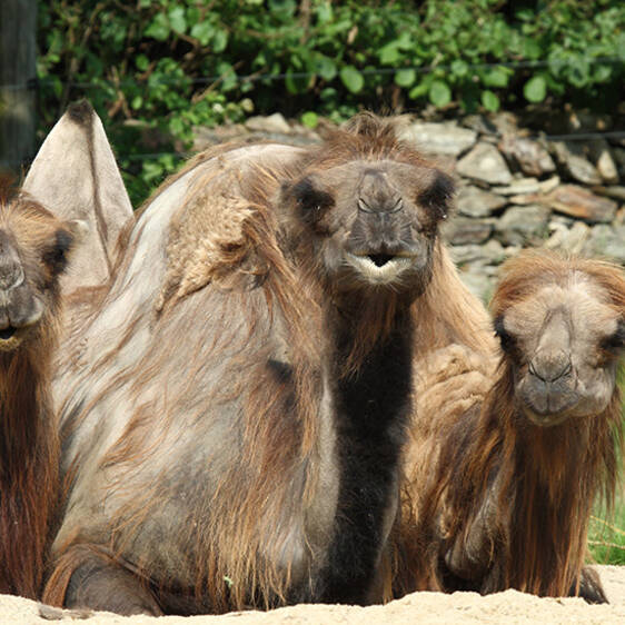 Camel