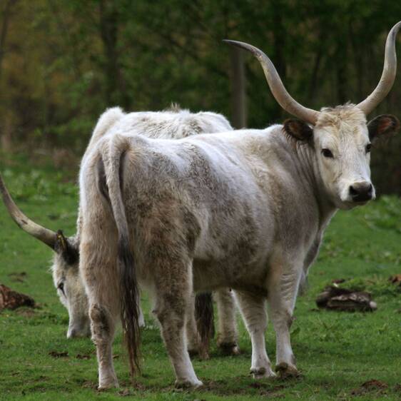 Hungarian Steppe Cattle