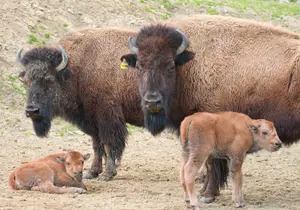 Bison at the zoo in Styria