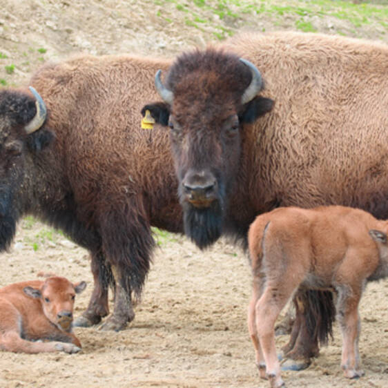 Bison at Herberstein Wildlife Park