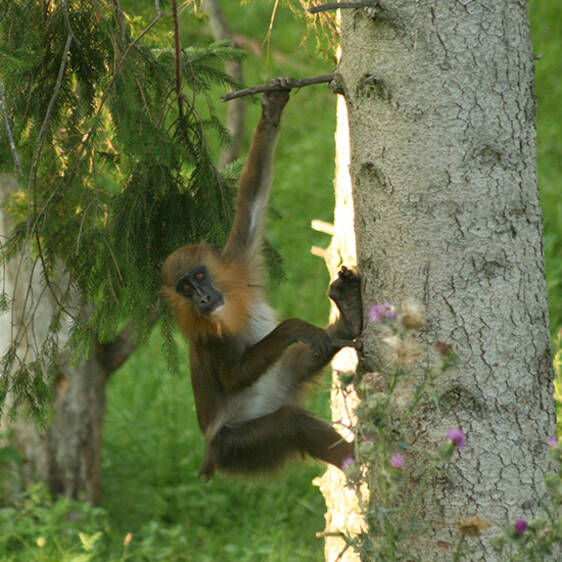 Mandrill in Styria