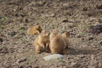 Baby Animals in Styria