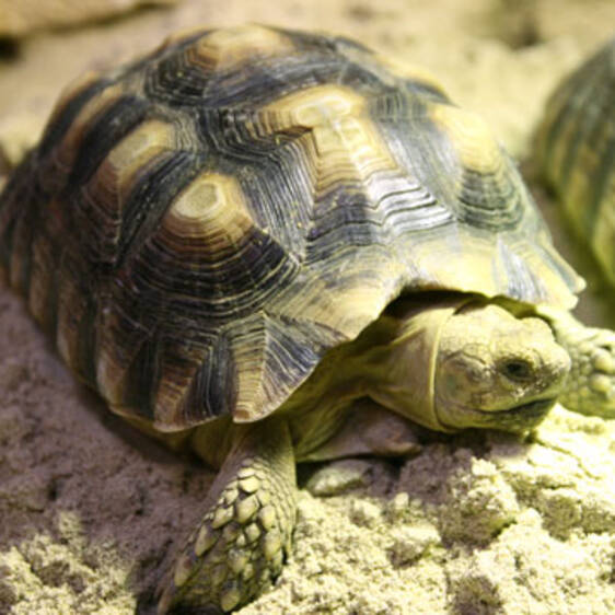 Spurred Tortoise in Styria