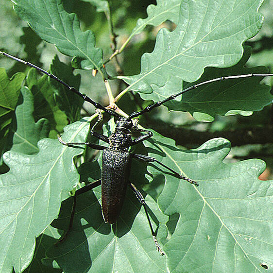Cerambyx cerdo at Tierwelt Herberstein