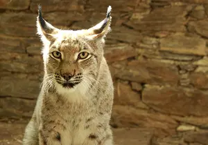Eurasian lynx