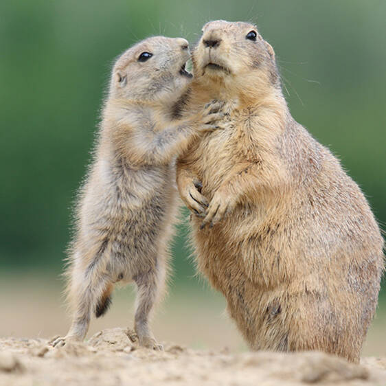 Prairie Dog in Styria