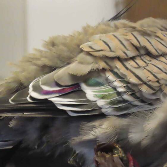 Pointed-crested Pigeon