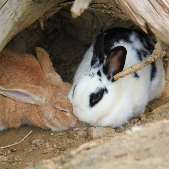 Pet rabbits at the petting zoo