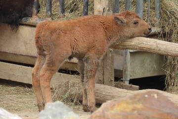 Baby Animals in Styria