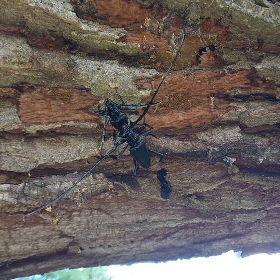 Great capricorn beetle at Tierwelt Herberstein (c) Lattinger