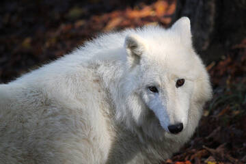 Arctic Wolf at Herberstein Wildlife Park