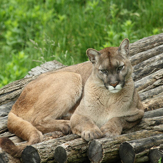 Puma at the Wildlife Park in Styria