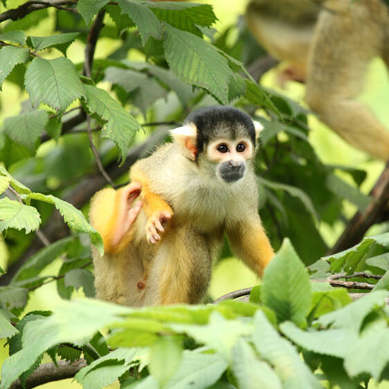 Bolivian Squirrel Monkey