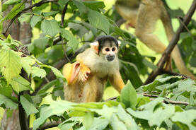 Bolivian Squirrel Monkey