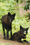 Nakka on Her Way to Becoming the Alpha Female—Will She Make It?