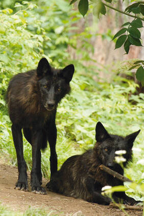 Nakka on Her Way to Becoming the Alpha Female—Will She Make It?