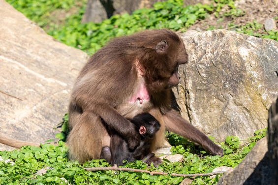 Gelada at Herberstein Wildlife Park