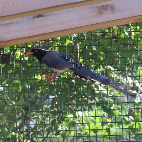 Red-billed Bunting at Herberstein Wildlife Park