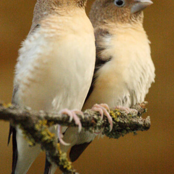 Silver-billed Finch