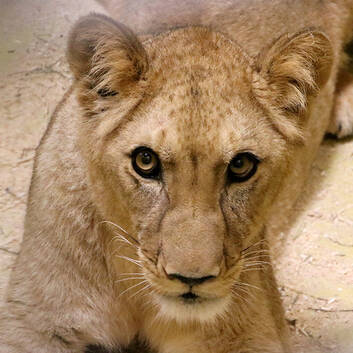 Amira the Lioness