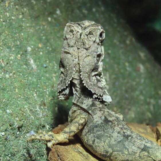 The back of the head of a frilled lizard at Tierwelt Herberstein