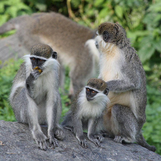 Green Monkey in Styria