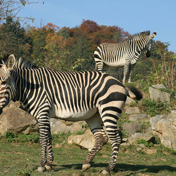 Zebra at the zoo in Styria