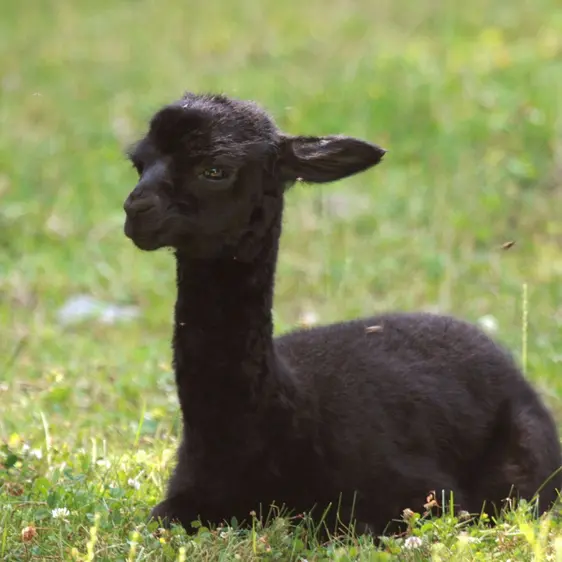Alpaca calf at Tierwelt Herberstein