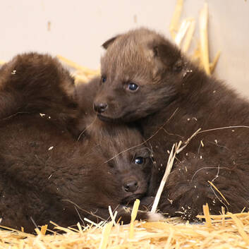 Maned Wolf Cubs at Herberstein Wildlife Park