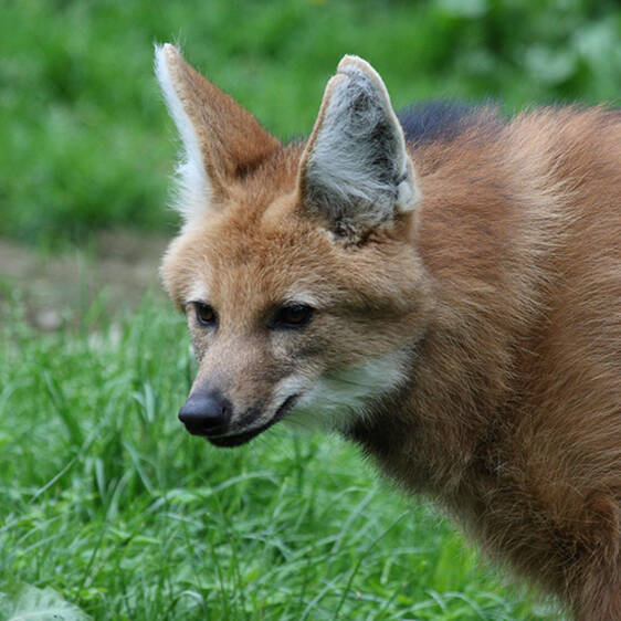 Maned Wolf in Styria