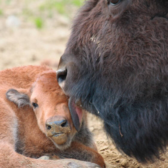 Bison at the zoo in Styria
