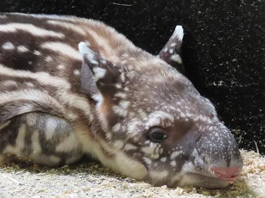 Tapir Birth at the Zoo