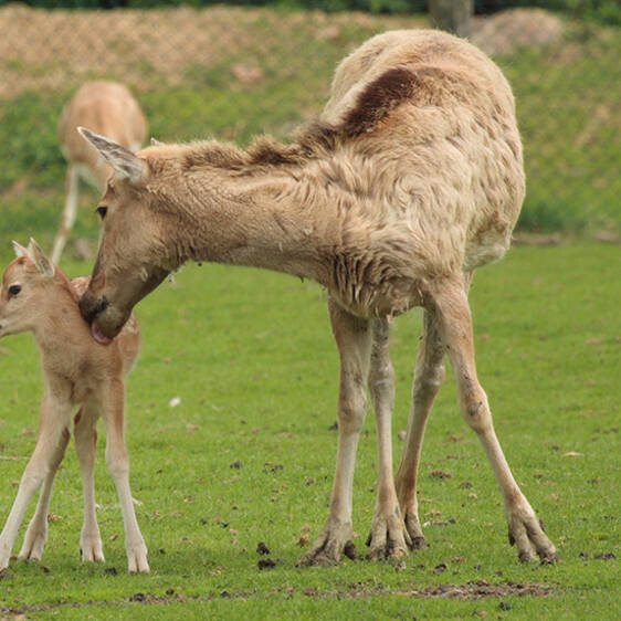 David's Deer
