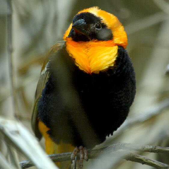 Oryx Weaver