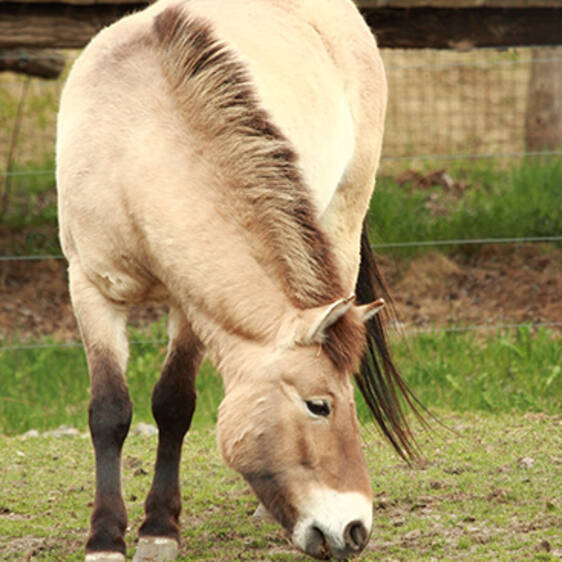 Przewalski's Wild Horse