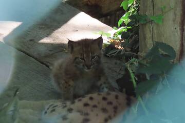 Lynx cubs at Tierwelt Herberstein.
