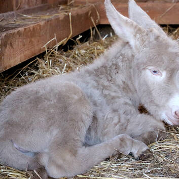 Athos, the Baby Donkey