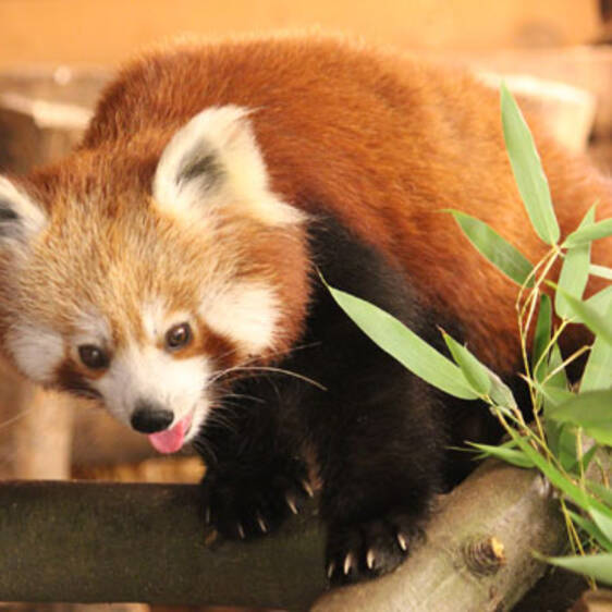 Red Panda