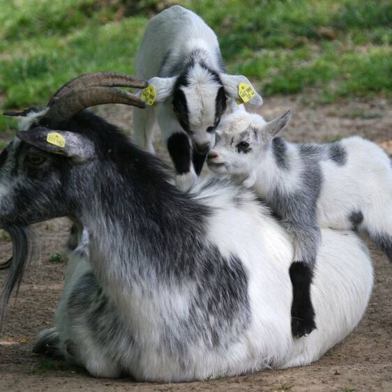 Pygmy goat at the petting zoo