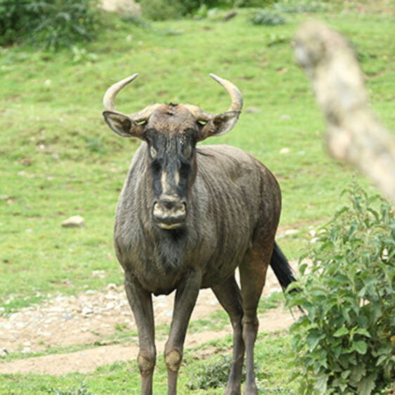 Striped Wildebeest in Styria