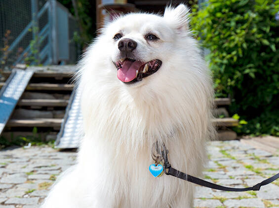 Dogs feel right at home at Tierwelt Herberstein