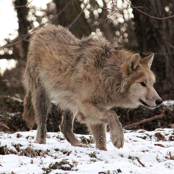 Hudson Bay Wolf in Styria