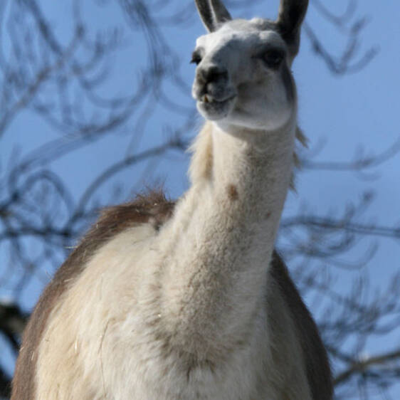 Llama at the zoo in Styria