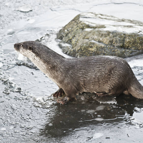 Otter at Tierwelt Herberstein (c) Andreas Zoellick | pixalio.de