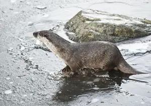 otter