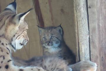 Lynx cubs at Tierwelt Herberstein.
