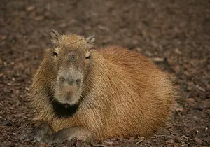 Capybaras in Styria