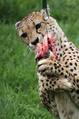 Cheetah Catches a Piece of Meat at Herberstein Wildlife Park